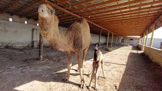 видео: Асау түйені қалай үйретеміз картинка: Асау түйені қалай үйретеміз