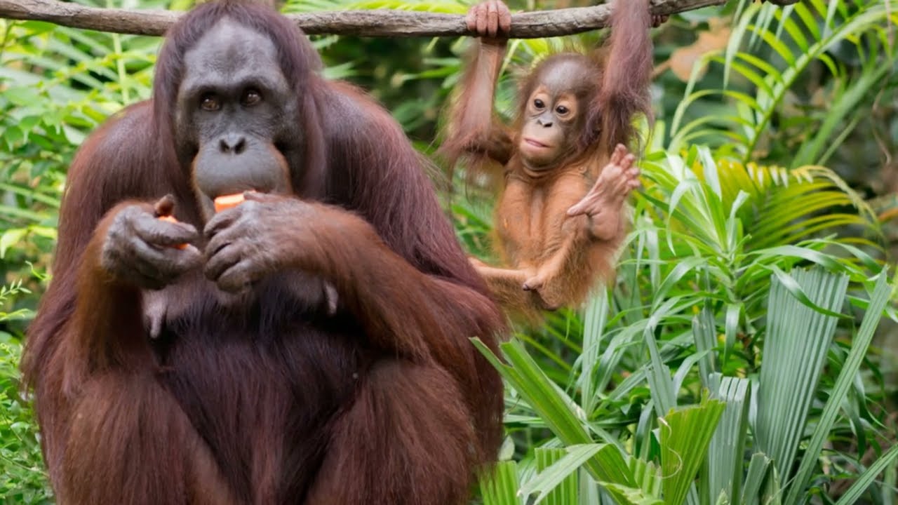 🌿 The Solitary Life of Orangutans: A Deep Dive 🌿