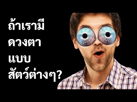 วีดีโอ: ม้าเห็นอย่างไร