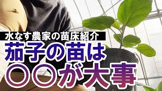 茄子の苗は温度が大事！水なす農家の苗床の様子です。