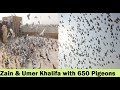 Zain khalifa ready for lariyan with 650 pigeons  big pigeons loft in pakistan