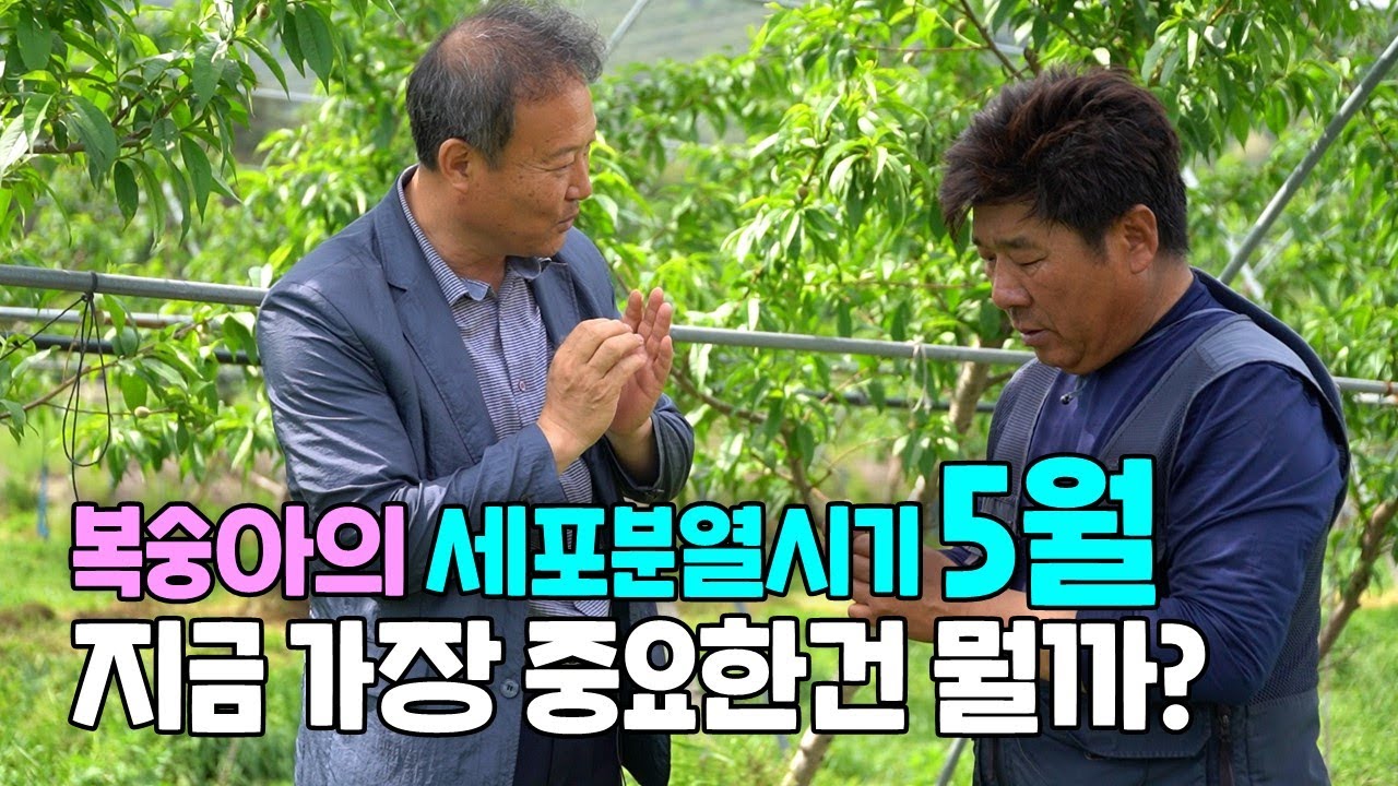 복숭아재배 5월 경핵기 과원관리