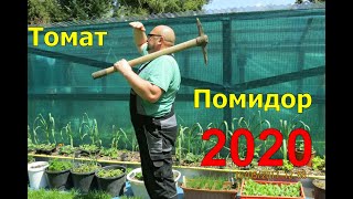 Помидор.Томаты 2020.Огород Баварский.