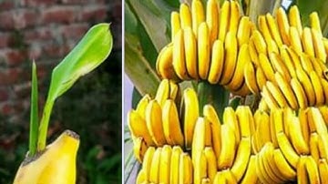 How to grow banana tree from banana fruit || Step-by-step guide