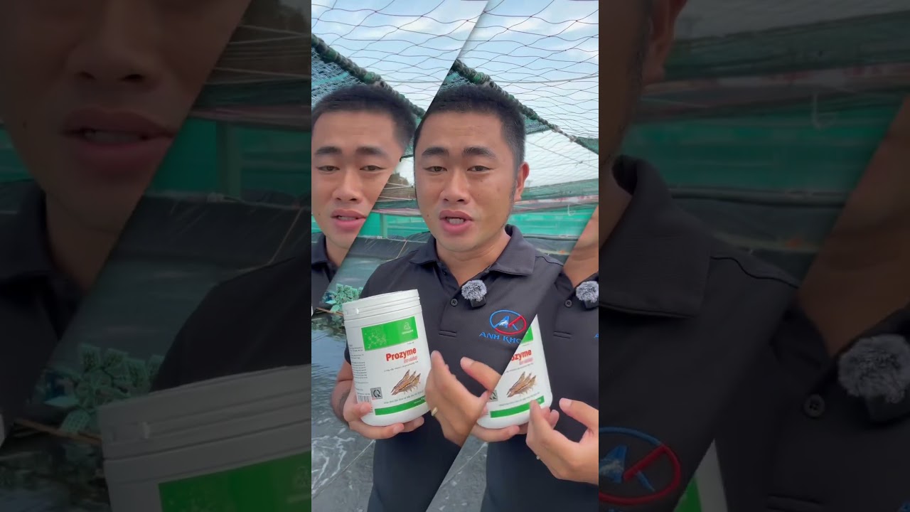 Prozyme có trộn với kháng sinh được không 