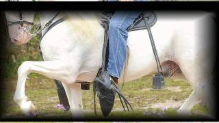 Caballo Costarricense de Paso ( Kabul )