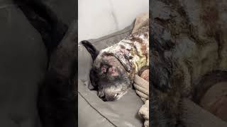Ich habe ihm den Namen Borac=Kämpfer gegeben🫶🏽 #savethedogsbih #pleasehelp #animals #rescueddogs
