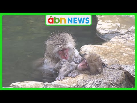 地獄谷野猿公苑のサル 季節外れの〝出勤〟急増…その理由は