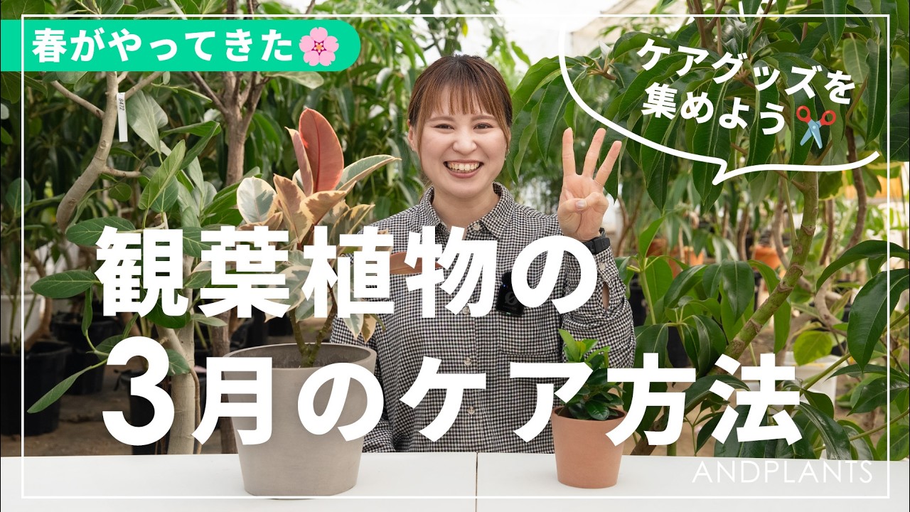 【春前の落とし穴】3月の観葉植物の育て方｜失敗しない準備とは？
