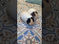 How long will you keep us? #guineapig #fypシ #cute #fy #guineapighome #pets #shorts #mabel #mackenzie