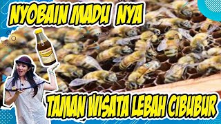 NYOBAIN MADU MURNI | TAMAN WISATA LEBAH CIBUBUR | MADU PRAMUKA