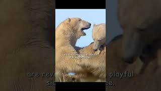 Polar Bears Become Unusually Tolerant During This Season