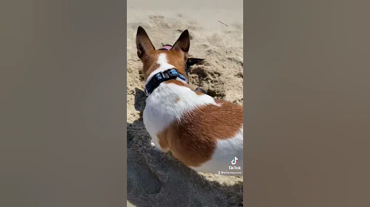 Dig a hole