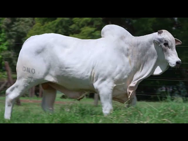 Lote 39   Leilão Virtual Super Nelore 8 Edicao