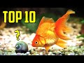 あなたが試すべきトップ10の金魚の水槽の仲間