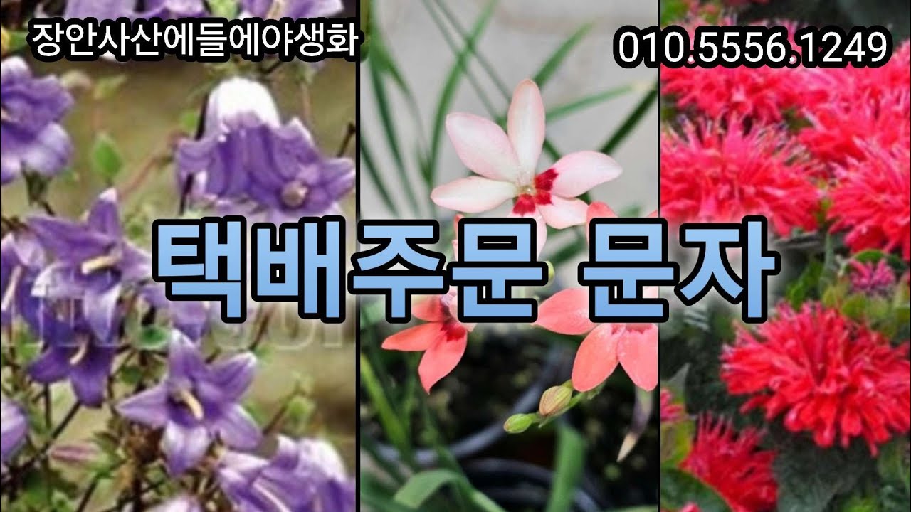 #고산초롱#하늘바라기#애기범부채#벨가못#분홍터리풀#오공국화#홍화민들레#장미매발톱#배풍등#분홍물싸리#공조팝#애기둥굴레#루엘리아#분홍겹안개#샤넬제비꽃#파르페패랭이#숙근가자니아주황