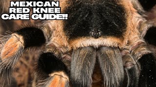 MEXICAN RED KNEE CARE GUIDE 2025!!