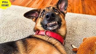 Everyone Loved This German Shepherd’s Smile… But a Navy SEAL Saw Something Else