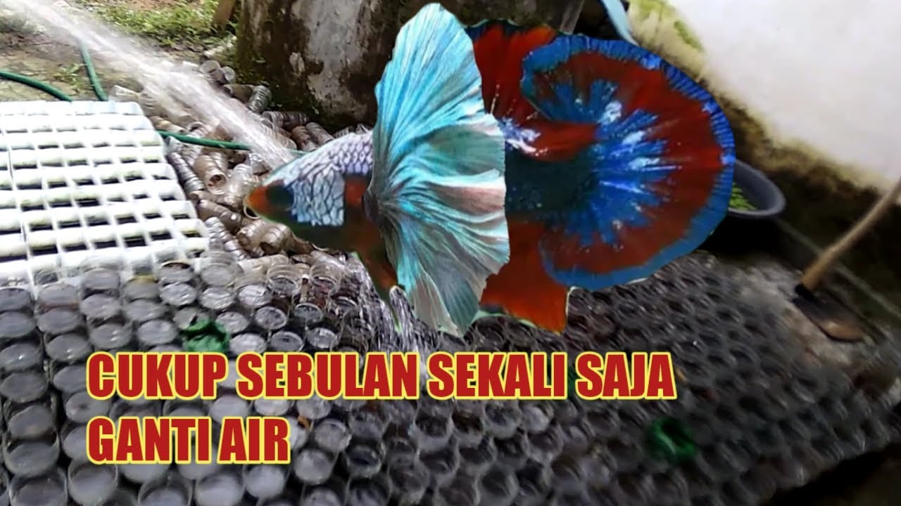 Cara Simple Perawatan Ikan Cupang Di Botol ❗