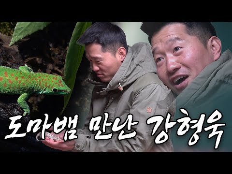 교수 타이틀을 달고 나타난 강형욱.. 그리고 도마뱀  [부제: 교수 강형욱, 프로페셔널한 하루]