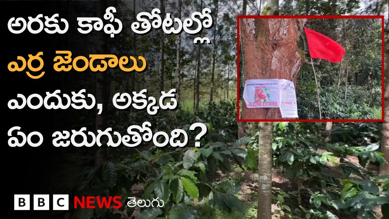 Andhra Pradesh: అరకు కాఫీ తోటల్లో ఎర్ర జెండాలు ఎందుకు, తోటలను ఎందుకు నరికేస్తున్నారు? | BBC Telugu