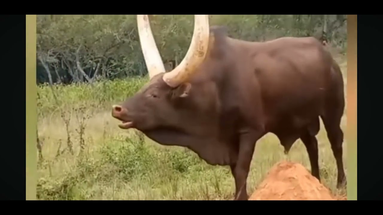 giant-ankore-bulls-fighting-youtube