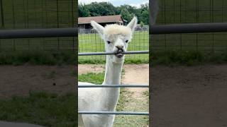 We Visited an Alpaca Farm in Texas… and It Was AMAZING 🦙