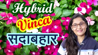 COMPLETE CARE HYBRID VINCA PLANT सदाबहार SADABAHAR PERIWINKLE #vincaplant #gardening #sadabahar