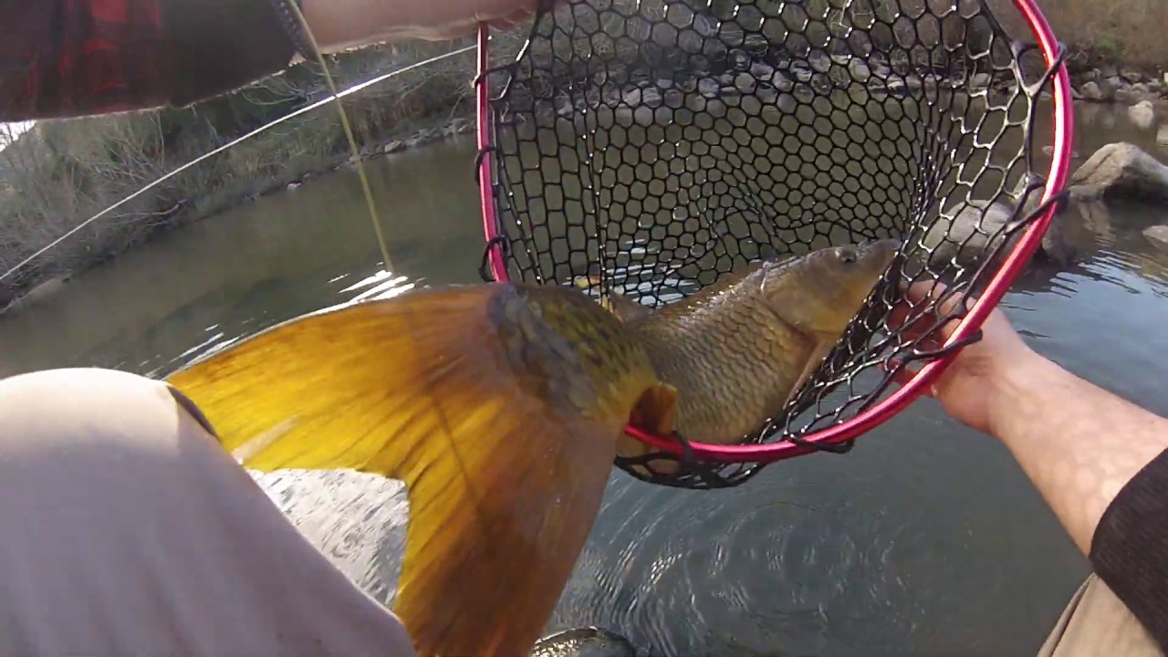 Ami Da Pesca Alla Carpa Con Durezza E Potere Di Penetrazione Migliorati - Foto 10