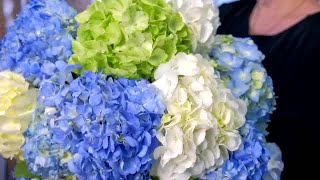 Hydrangea - the story of grace, gratitude, and beauty. What does hydrangea symbolize? Find out more.