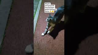 #cat #aboneol #kedi #catviral #yavruhayvanlar #keşfet#destek #viral #sevimlikedi #patidostu