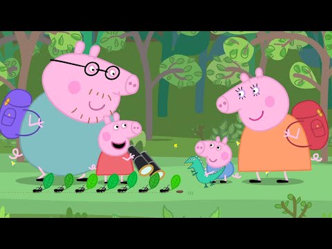 Heo Peppa | Đường mòn thiên nhiên | Phim Hoạt Hình Cho Trẻ Em