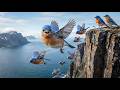 60 Days Surviving the Wild | Eastern Bluebird