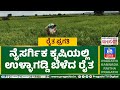 A successful farmer who grew ullagaddi in natural farming less spend more profit raitha pragathi