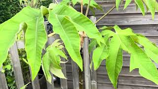 Tetrapanax Papyrifera Varieties Architectural Leaves - Tropical Garden UK - Rex, Steroidal Giant