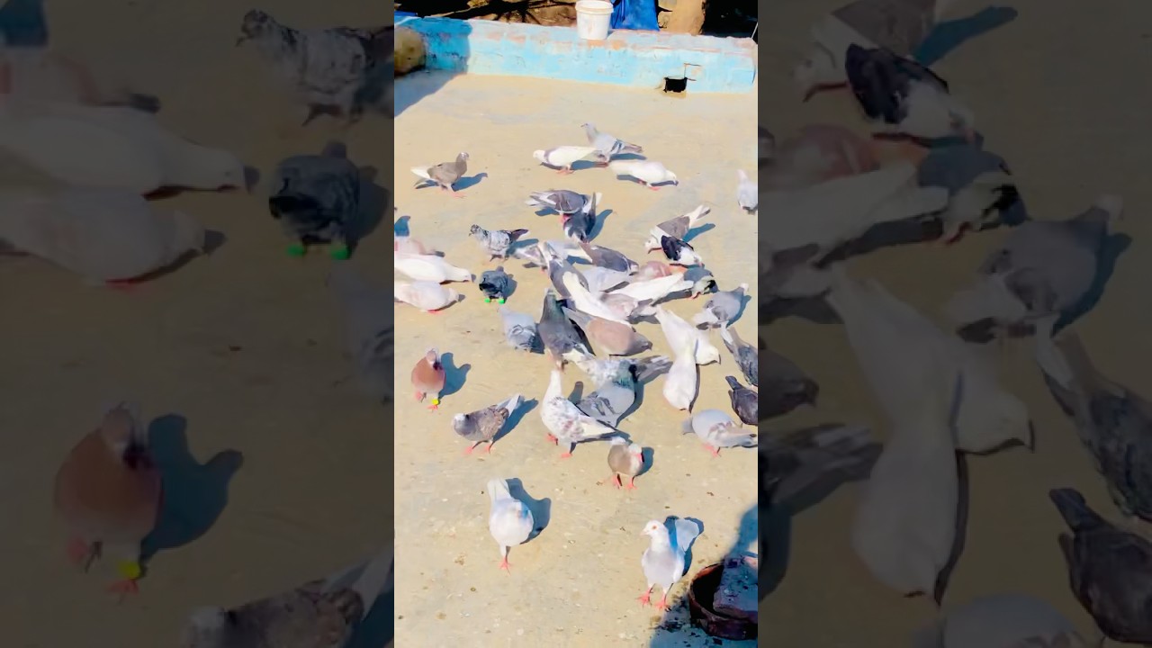 KABUTAR LOVER 🕊️