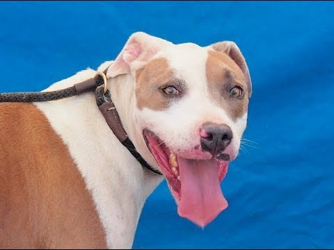 dog adoption mauritius RESCUED! A2318513 Petey | Pit Bull/American Bulldog