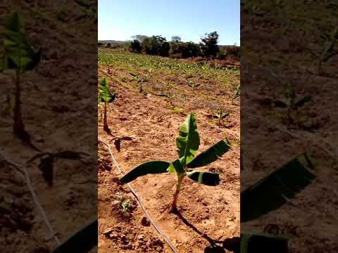 Novo plantio de