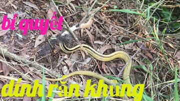 giăng lưới rắn hiệu quả dính rắn hổ ngựa vàng ươm khủng #Tập226 #BẫyRắnĐồngTháp