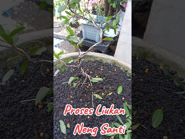 Proses Liukan Neng Santi...#bonsai#bonsaitree#bonsaisantigi#bonsaiindonesia#bonsaiart#bonsaisancang class=