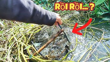 Hai cái lờ cá mà chạy được cả chục kí cá lóc một con số quá khủng khiếp @AnhTưMiềnTây97