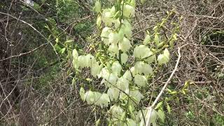 The yucca plant in flower - edible Inking For The New Mexico State Flower The Yucca