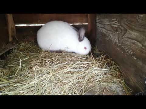 გავანას 3 თვის მამალი ბაჭია.