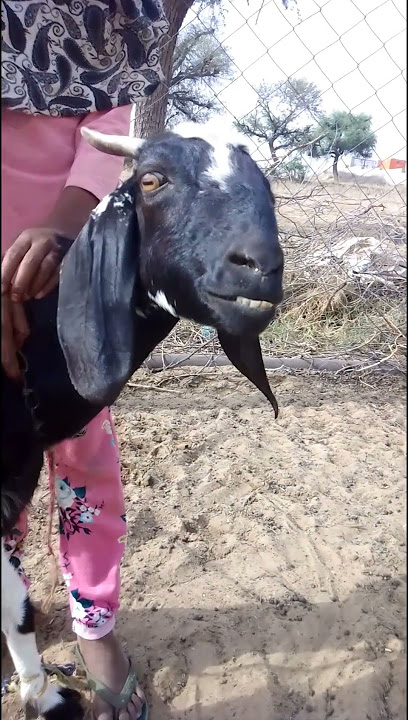 Goat sounds At Farm | Bakri Ki Awaaz In Goat Farm | #goat