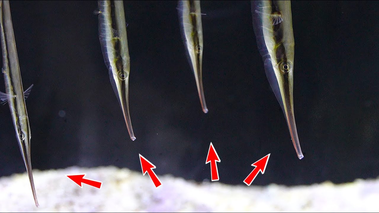 ⁣★신기함주의★평생을 물구나무 선채 살아가는 엉뚱하기 그지없는 물고기를 키워보자