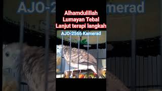 Download Lagu Perkutut BAHAN LOMBA AJO-2566 kandang KAMERAD #perkutut #burung MP3