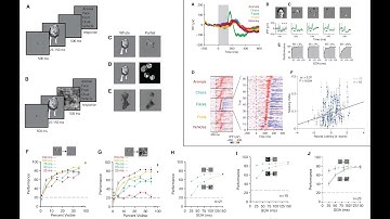 Recurrent computations for visual pattern completion (publication release video)