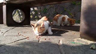 参拝した後にベンチの所に寄ったら野良猫達がカリカリを貰ってました。