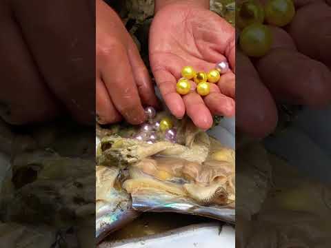 The entire process of collecting pearls from river clams