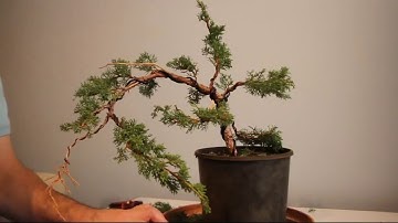 Juniper Bonsai Initial Styling - Time Lapse - Shimpaku